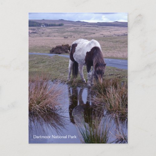 Reflections of a Pony Dartmoor National Park Devon Postcard