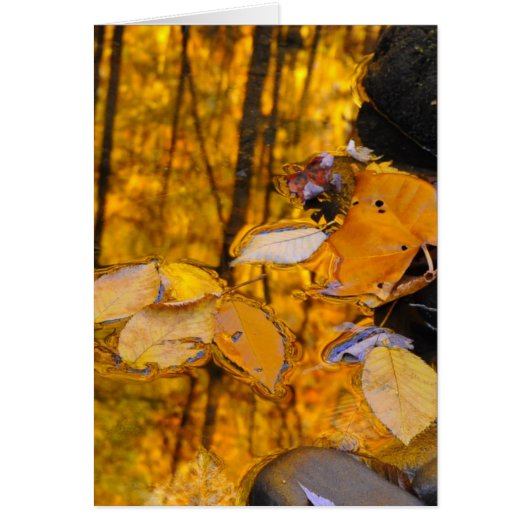 Reflections of Autumn Gold Cards (Front)