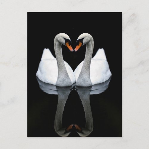 Reflections of Love Heart Shape White Swans Postcard