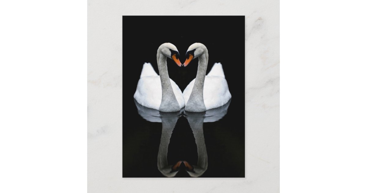 black and white swans heart
