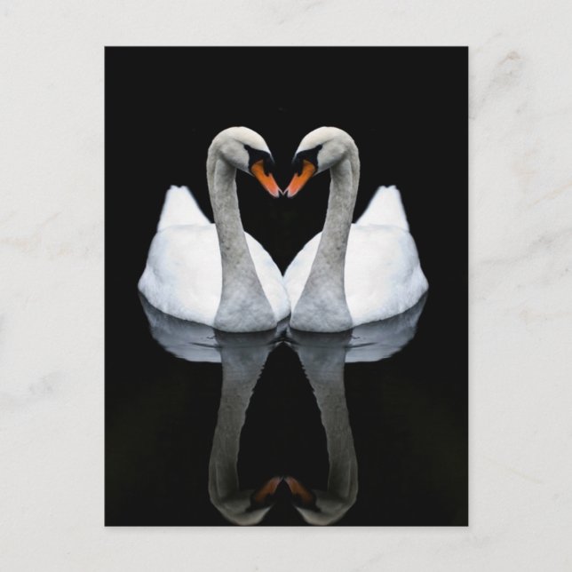 Reflections of Love, Heart Shape, White Swans Postcard (Front)