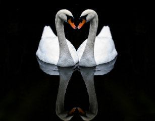Swans Heart Weddings Zazzle