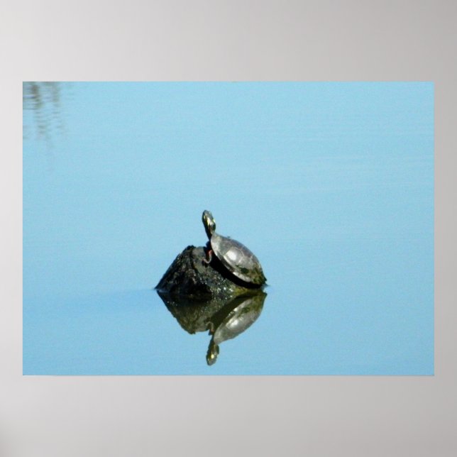 Reflections of Spring (Turtle) Poster (Front)
