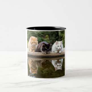Reflective Feline Friends: A Two-Tone Ceramic Mug