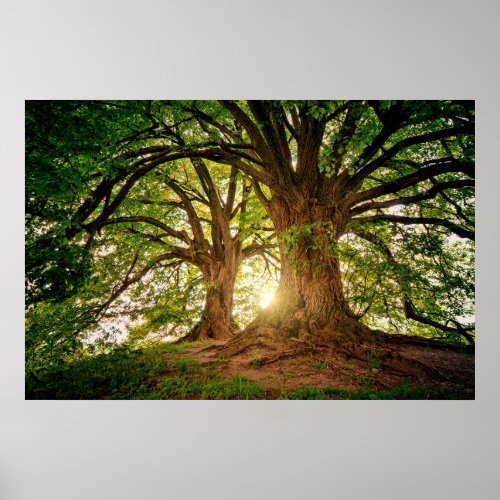 Refreshing Nature Tree Sunlight Whimsical Photo Po Poster