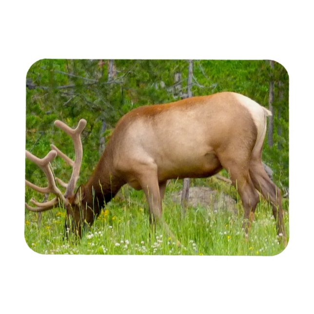 Refrigerator Magnet Yellowstone Elk (Horizontal)