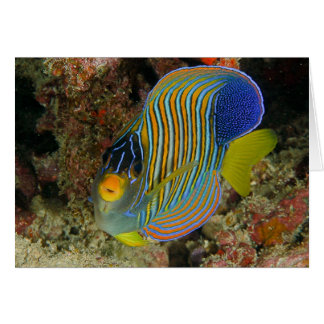 Regal angelfish cards
