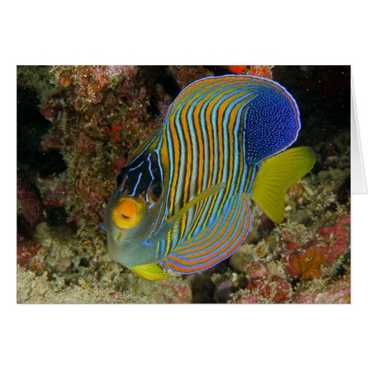 Regal angelfish cards (Front Horizontal)