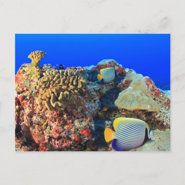 Regal Angelfish Pygoplites diacanthus), Postcard (Front)