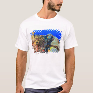 Regal Angelfish Pygoplites diacanthus), T-Shirt