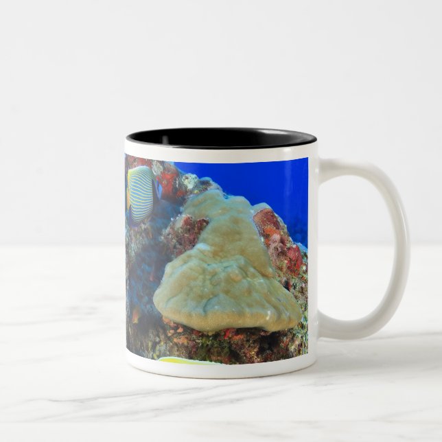 Regal Angelfish Pygoplites diacanthus), Two-Tone Coffee Mug (Right)