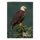 Regal Bald Eagle (Front)