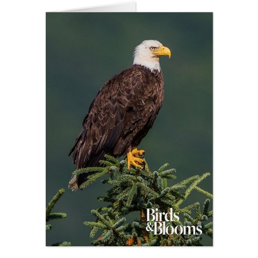Regal Bald Eagle Cards (Front)