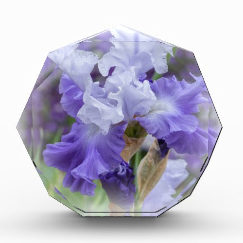 Regal Bearded Iris _ Purple  White Acrylic Award