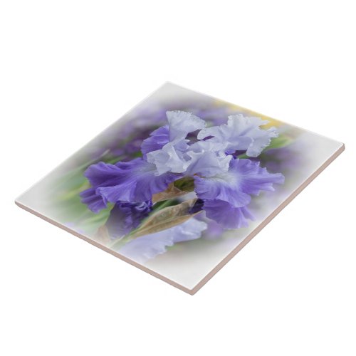 Regal Bearded Iris _ Purple  White Ceramic Tile