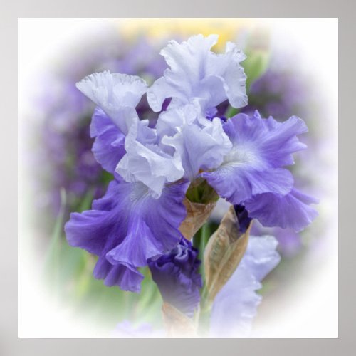 Regal Bearded Iris _ Purple  White Poster