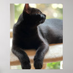 Regal Black Cat  Poster at Zazzle