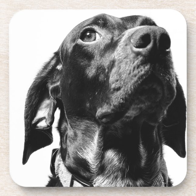 regal bw dog beverage coaster (Front)