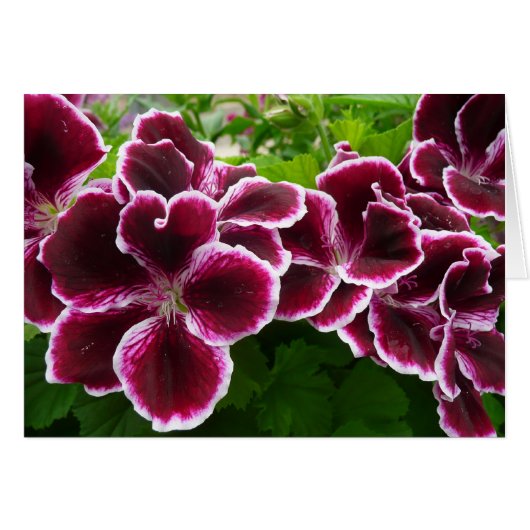Regal Geranium Flowers Elegant Maroon Floral Lugga (Front Horizontal)