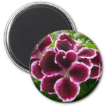 Regal Geranium Flowers Elegant Maroon Floral Lugga Magnet