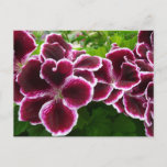 Regal Geranium Flowers Elegant Maroon Floral Lugga Postcard