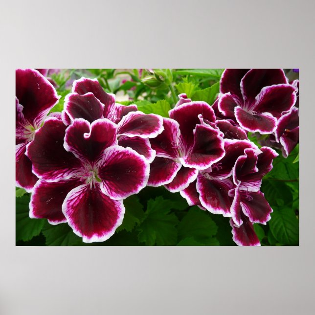 Regal Geranium Flowers Elegant Maroon Floral Lugga Poster (Front)