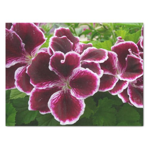 Regal Geranium Flowers Elegant Maroon Floral Lugga Tissue Paper