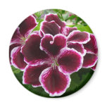 Regal Geranium Flowers Elegant Maroon Floral Magnet