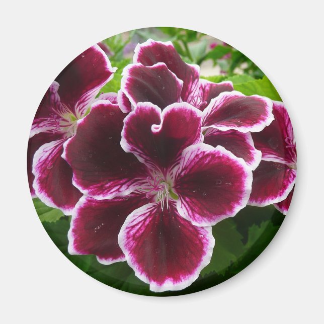 Regal Geranium Flowers Elegant Maroon Floral Magnet (Front)
