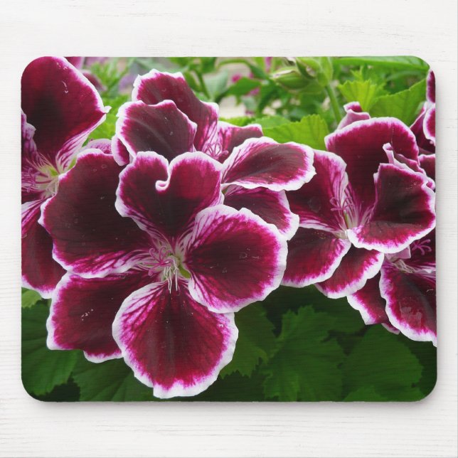 Regal Geranium Flowers Elegant Maroon Floral Mouse Pad (Front)