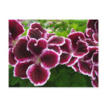 Regal Geranium Flowers Elegant Maroon Floral Postcard