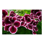 Regal Geranium Flowers Elegant Maroon Floral Poster