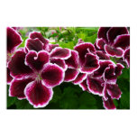 Regal Geranium Flowers Elegant Maroon Floral Poster