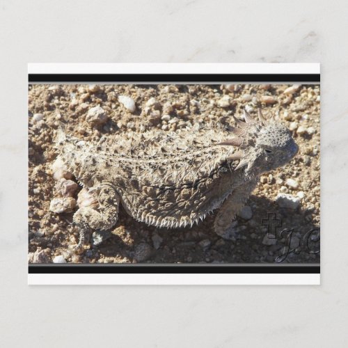 Regal Horned Lizard Postcard