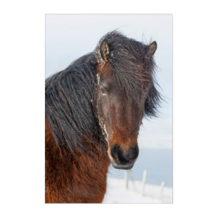 Regal Icelandic Horse Headshot Acrylic Print