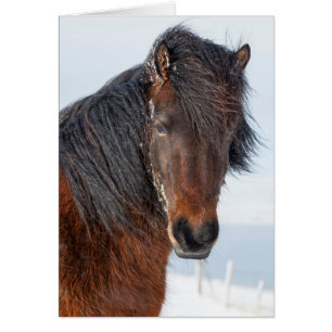 Regal Icelandic Horse Headshot Cards