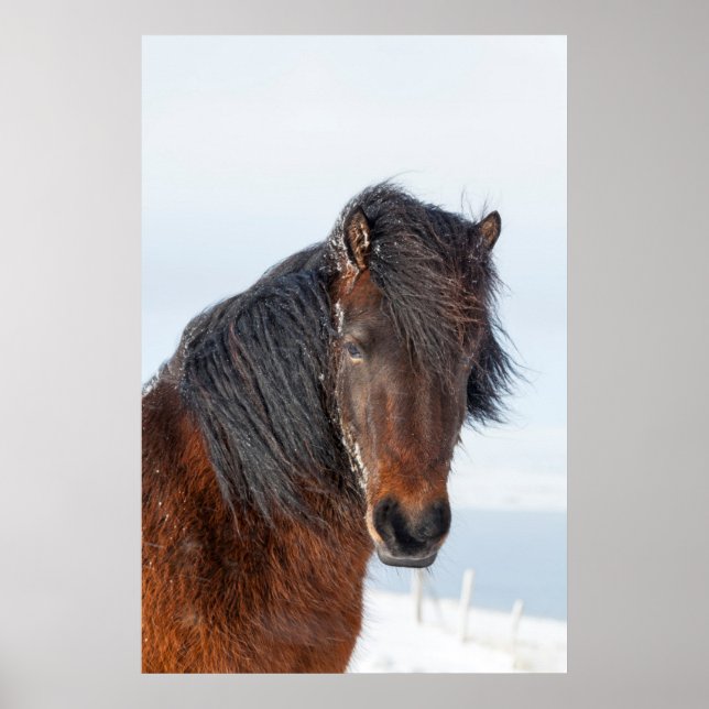 Regal Icelandic Horse Headshot Poster (Front)