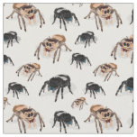 Regal Jumping Spider Phiddipus Regius White Fabric