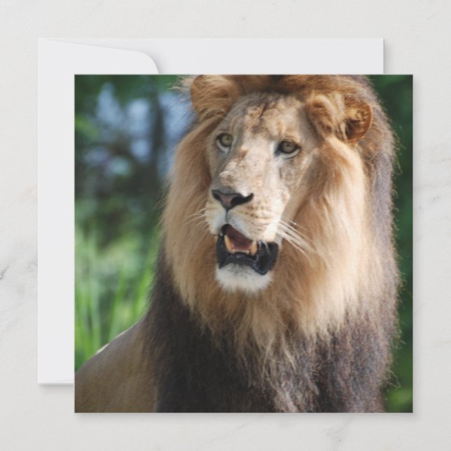 Regal Lion Invitations (Front)
