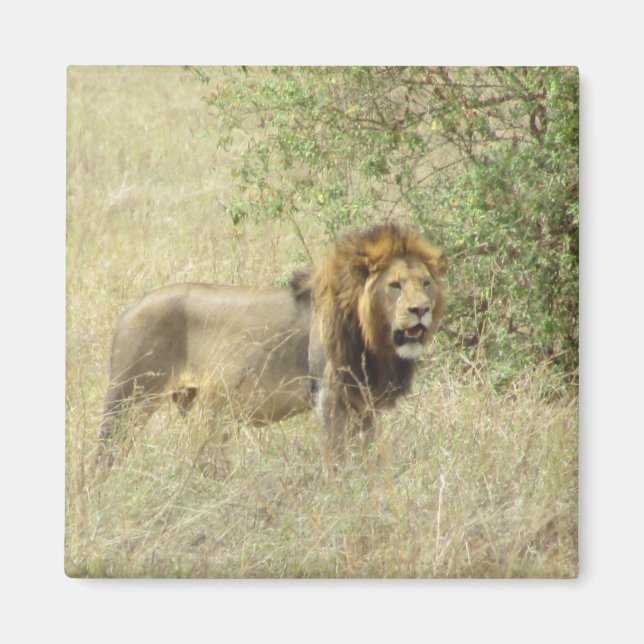 regal lion magnet (Front)