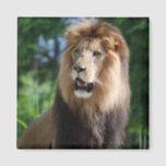 Regal Lion Magnet