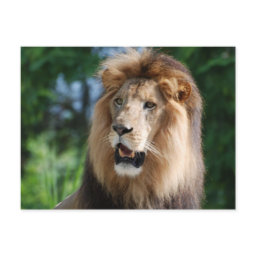 Regal Lion Postcard
