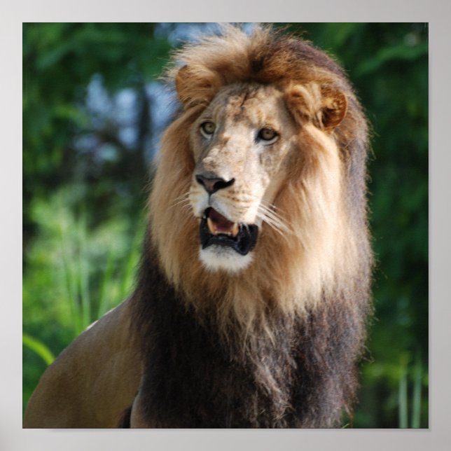 Regal Lion Poster (Front)