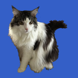 Regal Maine Coon Black And White Female T Shirt Regal Maine Coon Black And White Female T Shirt
