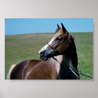 Regal Morgan Mare Print