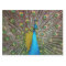 Regal Peacock Bird with Teal and Gold Plumage