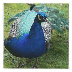 Regal Peacock Power Faux Canvas Print
