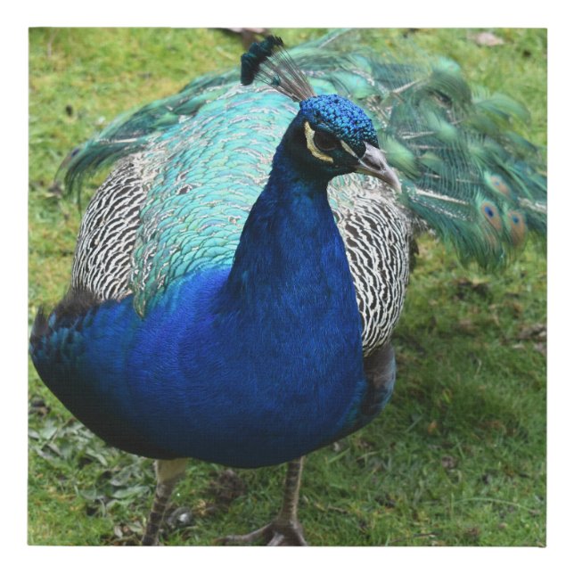 Regal Peacock Power Faux Canvas Print (Front)