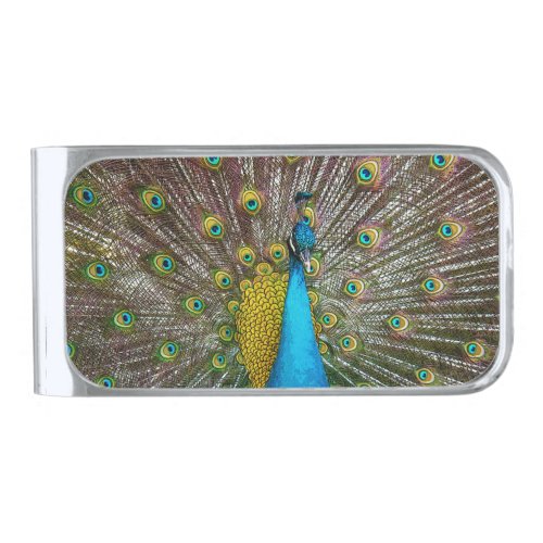 Regal Peacock with Teal and Gold Tail Feathers Silver Finish Money Clip