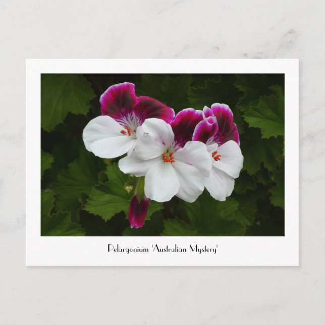 Regal Pelargonium Collectible Postcard (Front)